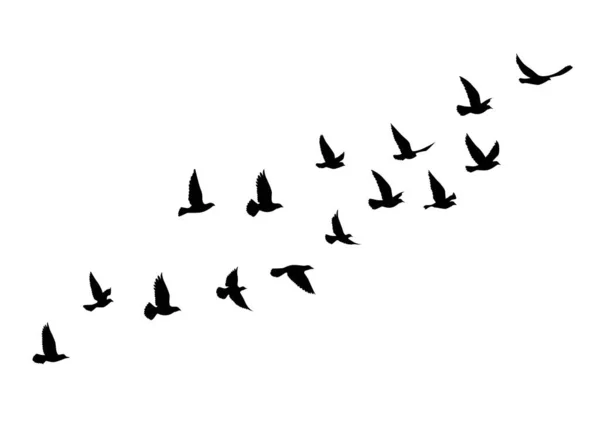 Siluetas Aves Voladoras Sobre Fondo Blanco Ilustración Vectorial Aves Aisladas — Vector de stock
