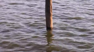 Suda çürümüş, çürümüş bir kazık.