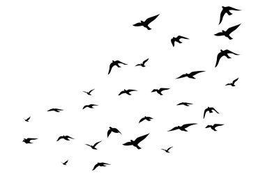 Beyaz arka planda uçan kuş siluetleri. Vektör çizimi. İzole kuş uçuşu. dövme tasarımı.
