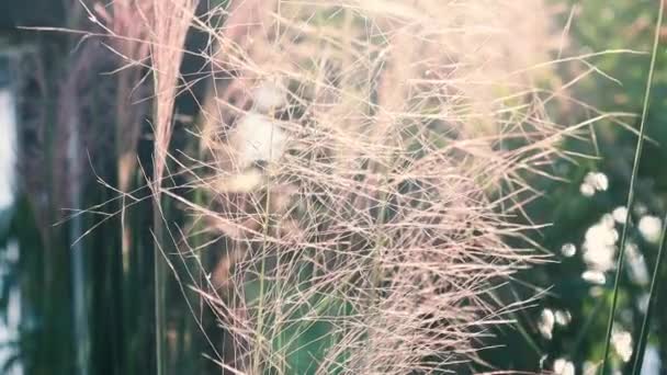 落日光背景下草花瓣的轮廓 — 图库视频影像