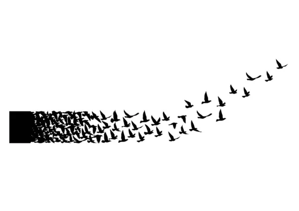 Fliegende Vögel Silhouetten Auf Weißem Hintergrund Vektorillustration Vereinzelte Vogelflüge Tätowierung — Stockvektor