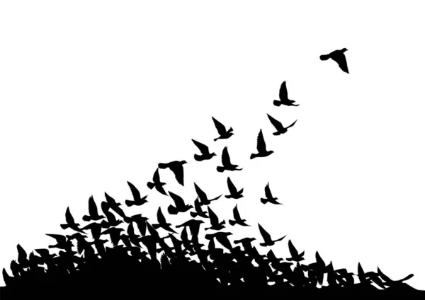 Vliegende Vogels Silhouetten Witte Achtergrond Vector Illustratie Geïsoleerde Vogels Vliegen — Stockvector