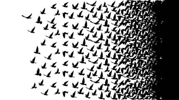 Flygande Fåglar Silhuetter Vit Bakgrund Vektorillustration Isolerade Fåglar Som Flyger — Stock vektor