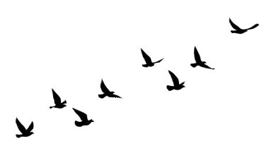 Uçan kuşlar siluet desenli duvar kağıtları. Vektör çizimi. İzole kuş uçuşu. dövme tasarımı. Kart, paket ve duvar kağıdı şablonu.