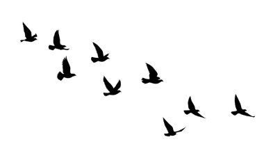 Uçan kuşlar siluet desenli duvar kağıtları. Vektör çizimi. İzole kuş uçuşu. dövme tasarımı. Kart, paket ve duvar kağıdı şablonu.