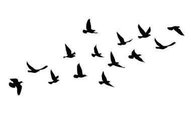 Uçan kuşlar siluet desenli duvar kağıtları. Vektör çizimi. İzole kuş uçuşu. dövme tasarımı. Kart, paket ve duvar kağıdı şablonu.