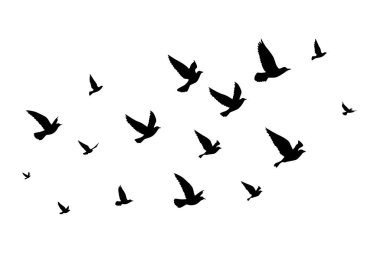 Uçan kuşlar siluet desenli duvar kağıtları. Vektör çizimi. İzole kuş uçuşu. dövme tasarımı. Kart, paket ve duvar kağıdı şablonu.