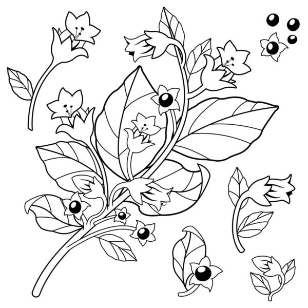 A belladonna nightshade plant with flowers and seeds. Belladonna plant on white background. Vector black and white illustration