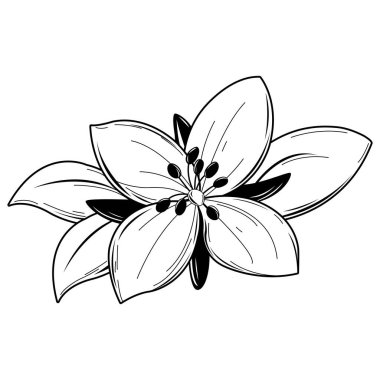 Cüce Fireweed, siyah beyaz çizim sembolü. Chamerion latifolium. Grönland 'ın ulusal çiçeği. Güzel çiçek, nehir güzelliği söğüt ağacı, yapraklı kutup çiçeği. Botanik el çizimi vektör çizimi