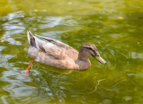 Canard mignon dans la nature — Photo