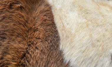 Bir hayvanın ful dokusuna