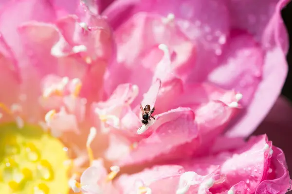 Hermoso loto rosa — Foto de Stock