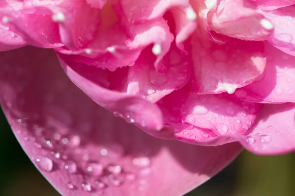 Gota de agua sobre hermoso loto rosa — Foto de Stock