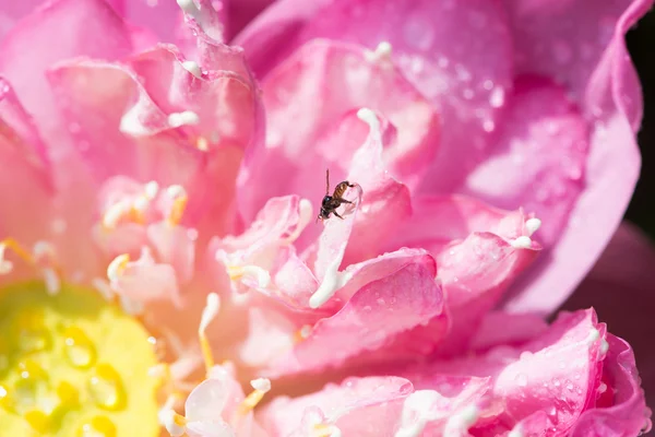 Piękny różowy Lotos — Zdjęcie stockowe