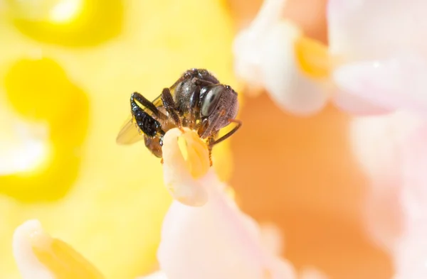 Pszczoła makro w przyrodzie — Zdjęcie stockowe