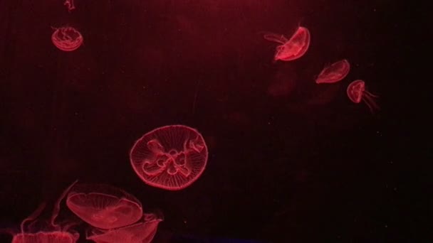 美丽的水母的运动 — 图库视频影像