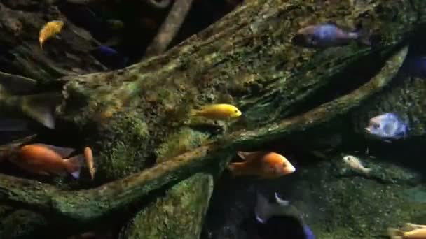 Vackra fiskar i ett akvarium — Stockvideo