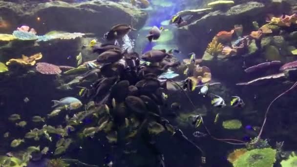 Utfodring av fisk i ett akvarium — Stockvideo