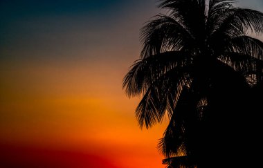 Siluet tropikal hindistan cevizi ağacı ya da turuncu günbatımı gökyüzü olan palmiye ağacı, yazın günbatımı gökyüzü. Klasik renk tonu. Kopya ve tasarım için boş alan. Hindistan cevizi ağacının tepesine yakın..