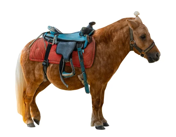 Isoliert Gewartetes Pony Für Kinder Zoos Auf Weißem Hintergrund Seitenansicht — Stockfoto