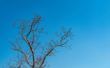 Kuzey Tayland 'ın soğuk havasında yaprakları olmayan ağaç, açık mavi gökyüzü arka planı, kopya ve tasarım için boş alan.