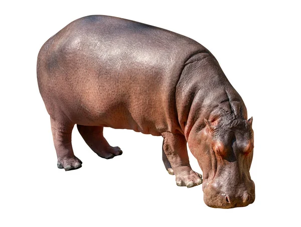 Geïsoleerde Hippopotamus Witte Achtergrond Hippopotamus Hoofd Naar Beneden Grond Eten — Stockfoto