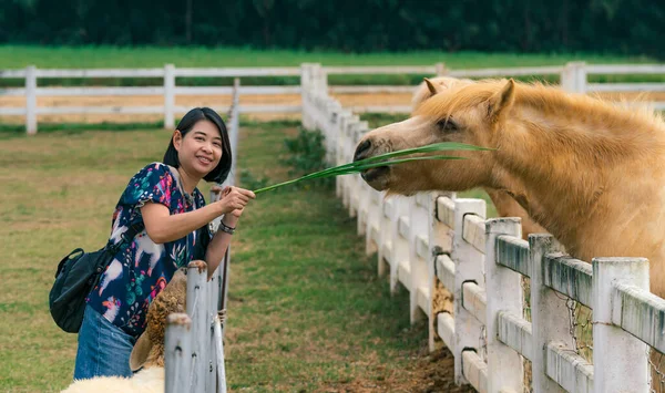 Азиатка Туристка Кормит Лошадь Травой Ферме Таиланде Один Маленький Ягнёнок — стоковое фото