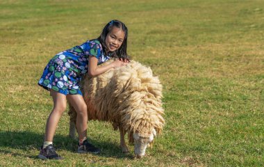 Mutlu ve sağlıklı Asyalı neşeli kız yazın açık havada büyük koyunları olan, turist kız çiftlikte büyük koyunlara sarılıyor, kopyası için yer var..