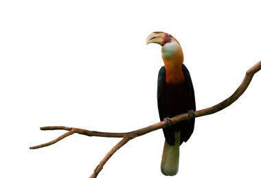 Beyaz arka plandaki bir grup ağacın üzerinde izole edilmiş güzel bir Büyük Boynuz Gagası. Solucan gözler görüntüyü görüntüler.