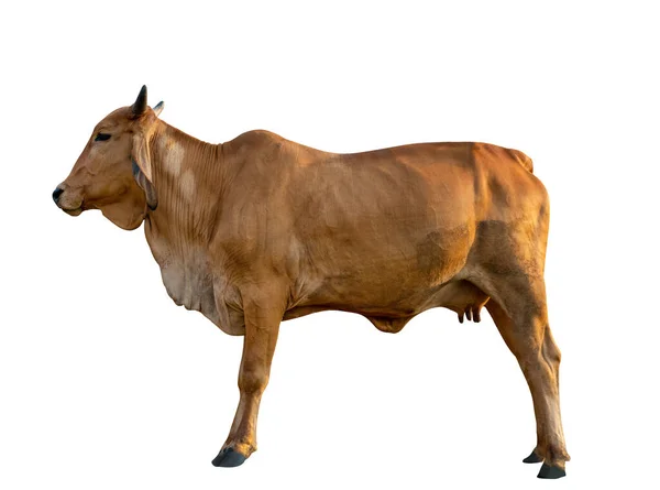 Vaca Vermelha Isolada Sobre Fundo Branco Corpo Lateral Vaca — Fotografia de Stock