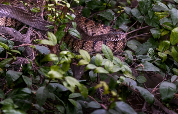 Gros Plan Serpent Rayé Vivant Couleuvre Obscure Orientale Ptyas Mucosa — Photo