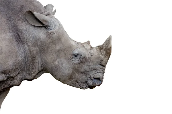 Isolated Close Rhino Head Side View Profile Grey Rhino White — Stock Photo, Image