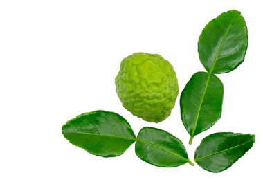 İzole edilmiş bergamot meyvesi ya da beyaz arka planda kaffir limonu, güzel bir bergamot meyvesi ve yaprakları, düz kaffir limonu ve yaprakları..