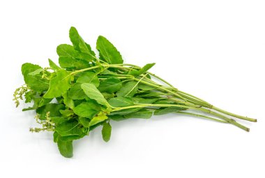 Bunch of fresh Holy Basil on white background, flat image of organic Holy Basil.