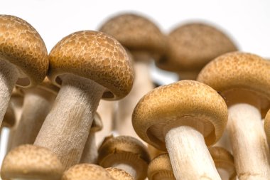 Makro kahverengi kayın mantarı veya Shimeji mantarı veya beyaz arka planda Bunna-shimeji, solucan bakışı görüntüsü.