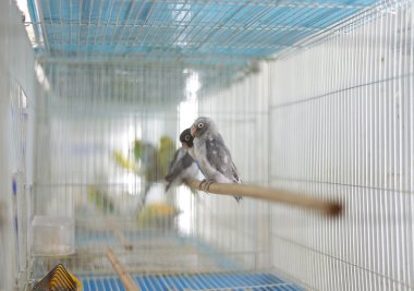 Jatujak Pazar, Bangkok, Tayland, Thailand, Satılık papağan 