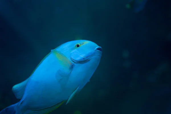 White fish — Stock Photo, Image