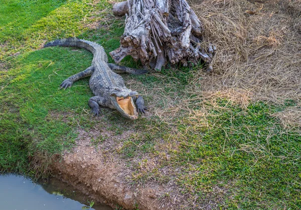 Em um zoológico de aquário — Fotografia de Stock