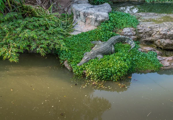 Em um zoológico de aquário — Fotografia de Stock