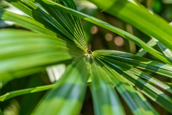 Sfondo in natura — Foto Stock