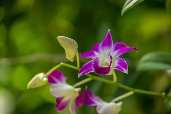 Orchidee — Stockfoto