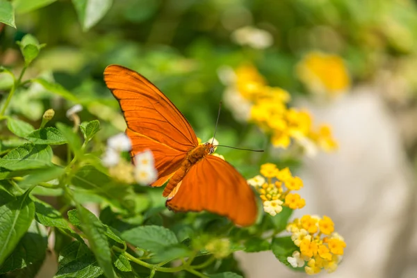 Schmetterling — Stockfoto