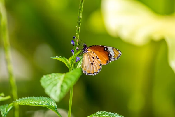 Mariposa. — Foto de Stock