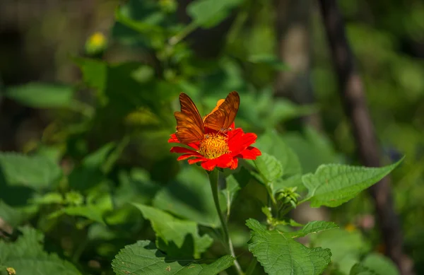 Mariposa. — Foto de Stock