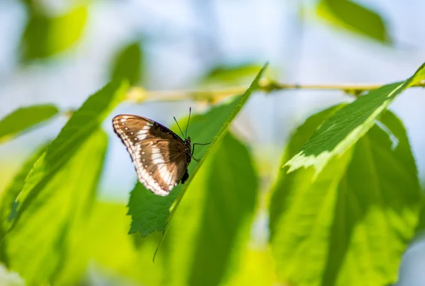 Mariposa. — Foto de Stock