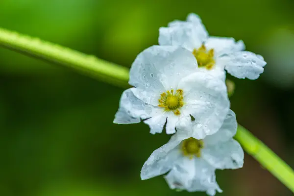 Flor — Foto de Stock