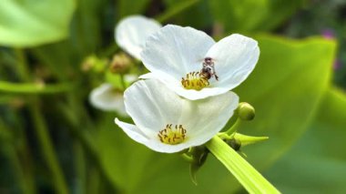 Küçük bir arı yapışmış Amazon Lotusu 'na yaklaş..
