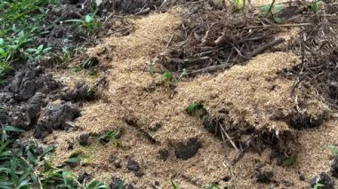 Pirinç kabuklarını tarımdan sonra toprağı düzenlemek için kullanıyorlar.