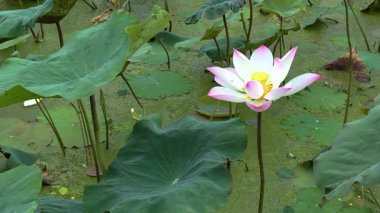 Bulanık yeşil gölet suyunun üzerinde yükselen tek bir beyaz nilüfer görüntüsü. Zarif taç yaprakları, açık pembe uçlu, parlak sarı bir tohumun etrafına serpilmiş.
