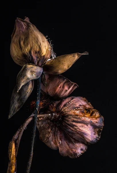 Dried lotus — Stock Photo, Image